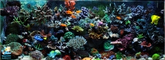 Reef aquarium 600 l in private house