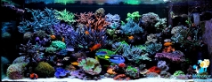 Рифовый аквариум 800 литров в частном доме