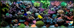 Рифовый аквариум 600 литров в частном доме