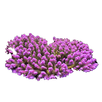 Мелкополипные кораллы